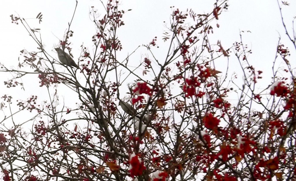 Waxwings