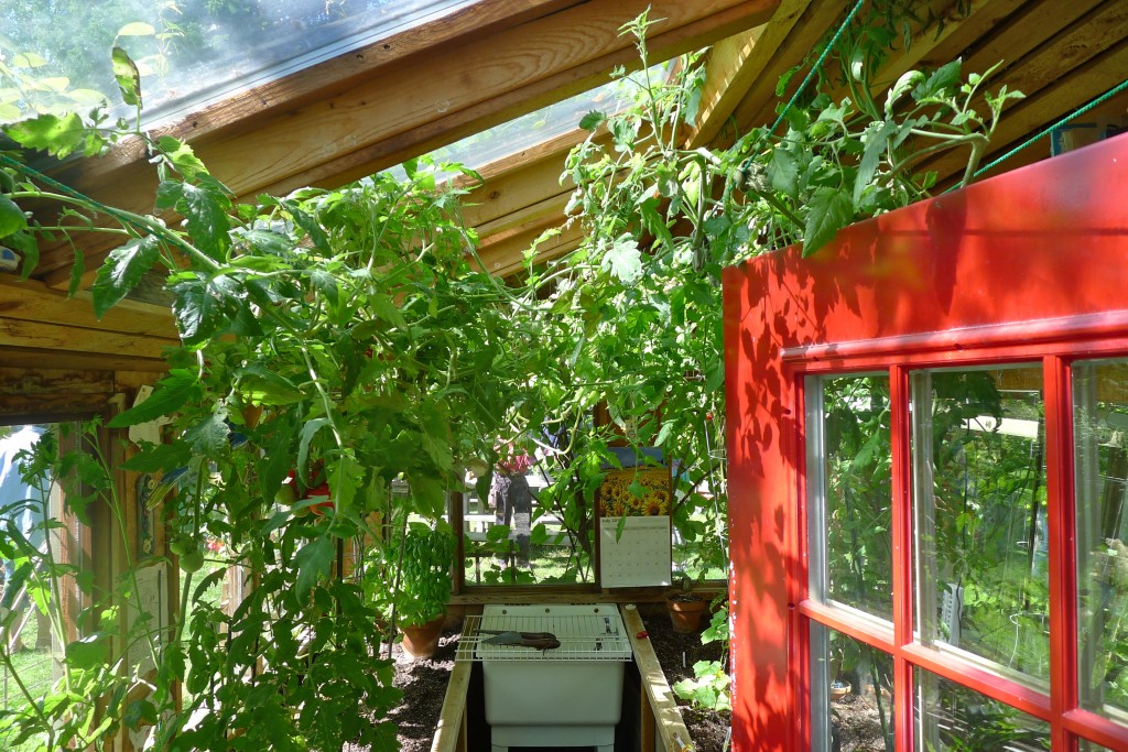 tomato shed