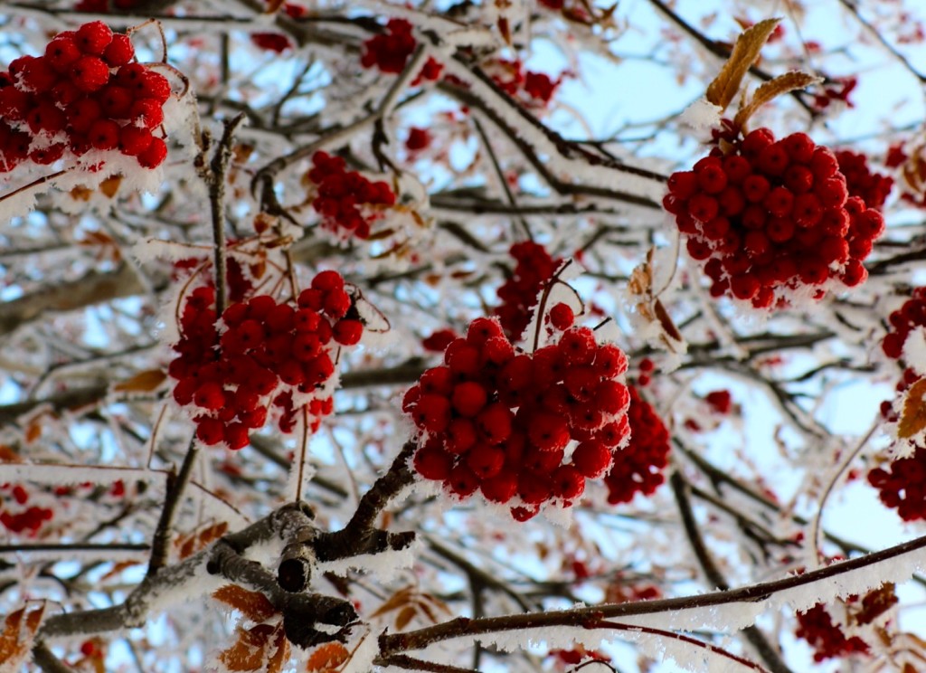 Hoary berries