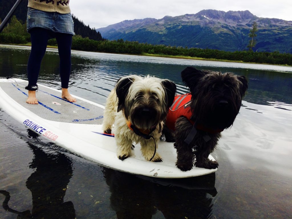 Skye Terriers love to SUP